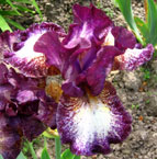 Iris - Vilkdalgis - Prince of Burgundy